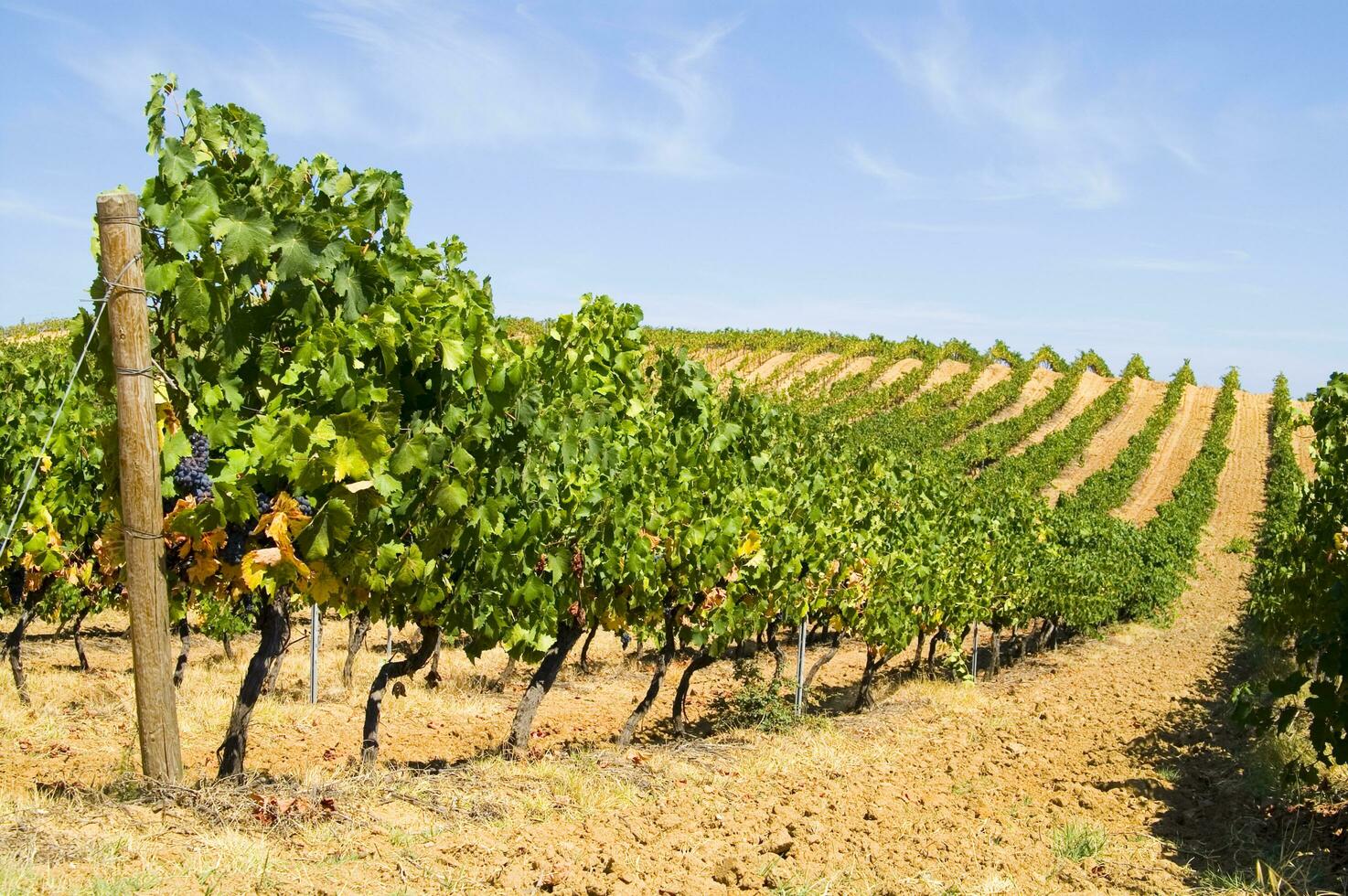 grand vignoble dans le été saison photo