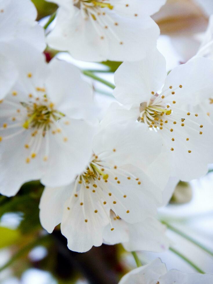 une arbre avec blanc fleurs contre une bleu ciel photo