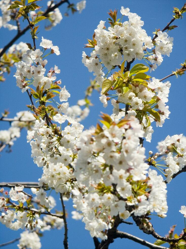 une arbre avec blanc fleurs contre une bleu ciel photo