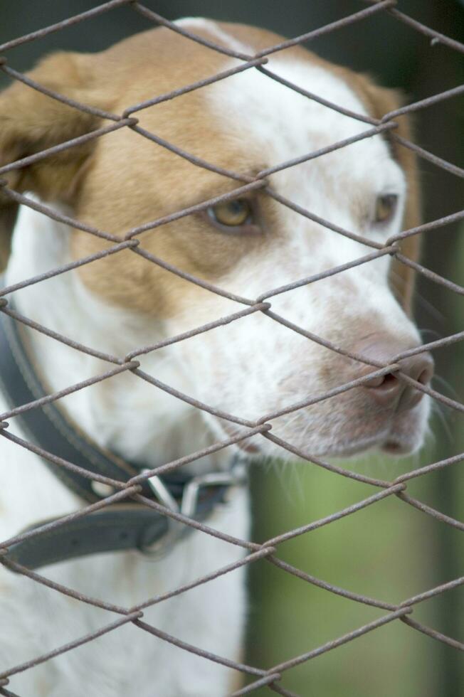 une chien à la recherche par une clôture photo