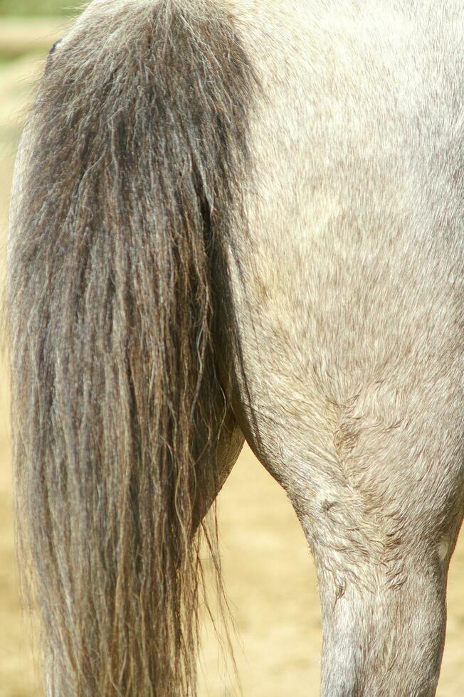 une proche en haut de une les chevaux tête photo