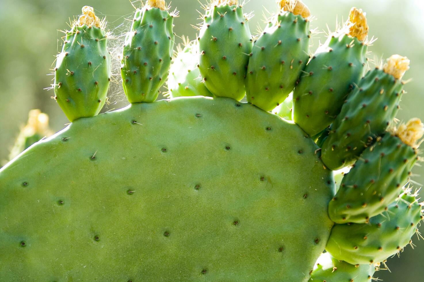 une proche en haut de une cactus avec beaucoup vert feuilles photo