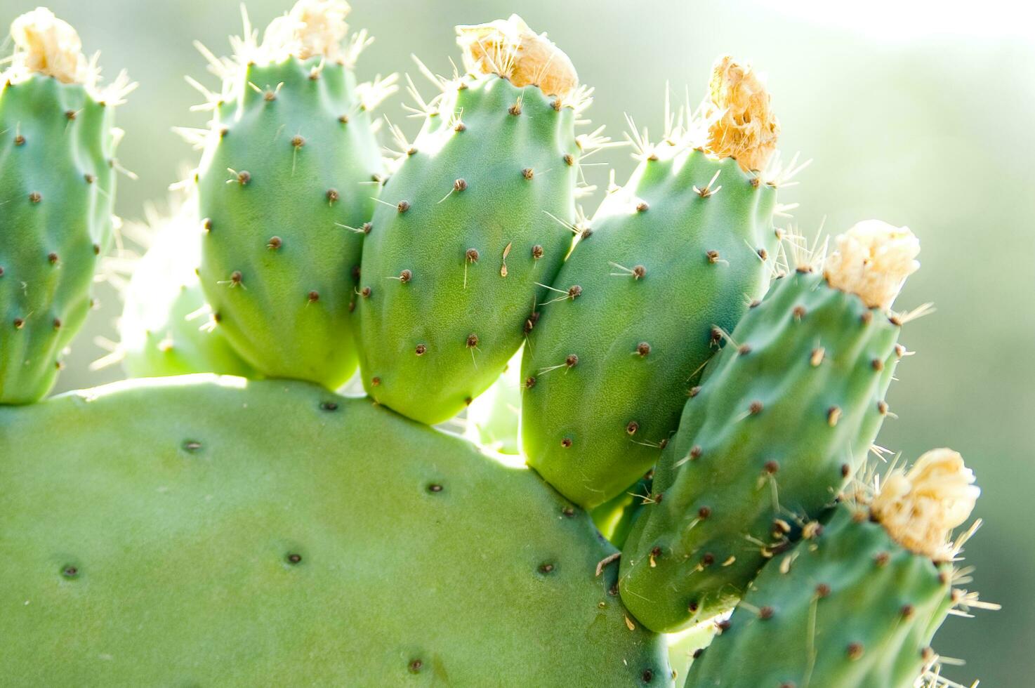 une proche en haut de une cactus avec beaucoup vert feuilles photo
