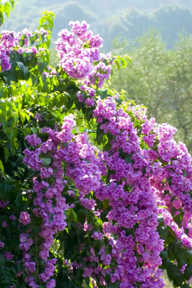 une proche en haut de une bouquet de rose fleurs photo