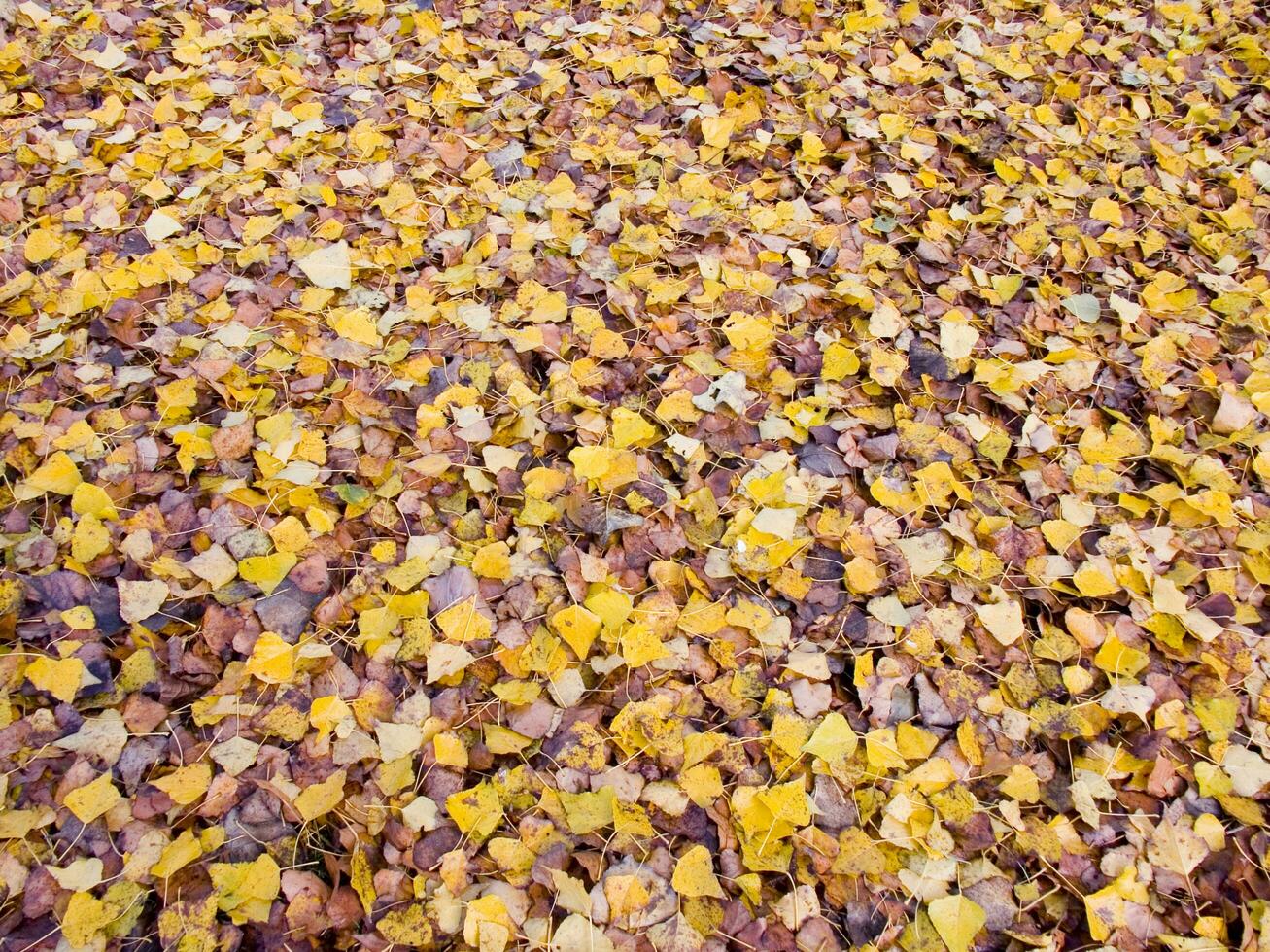 une vert herbe champ avec beaucoup feuilles sur il photo