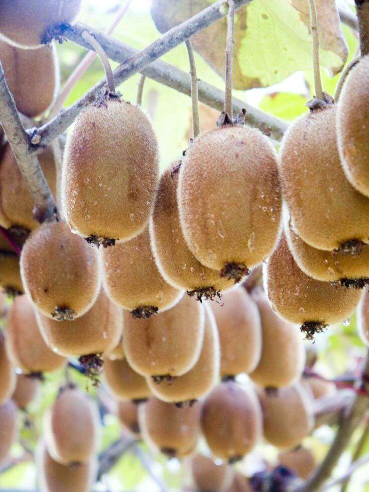 une bouquet de kiwi fruit pendaison de une arbre photo