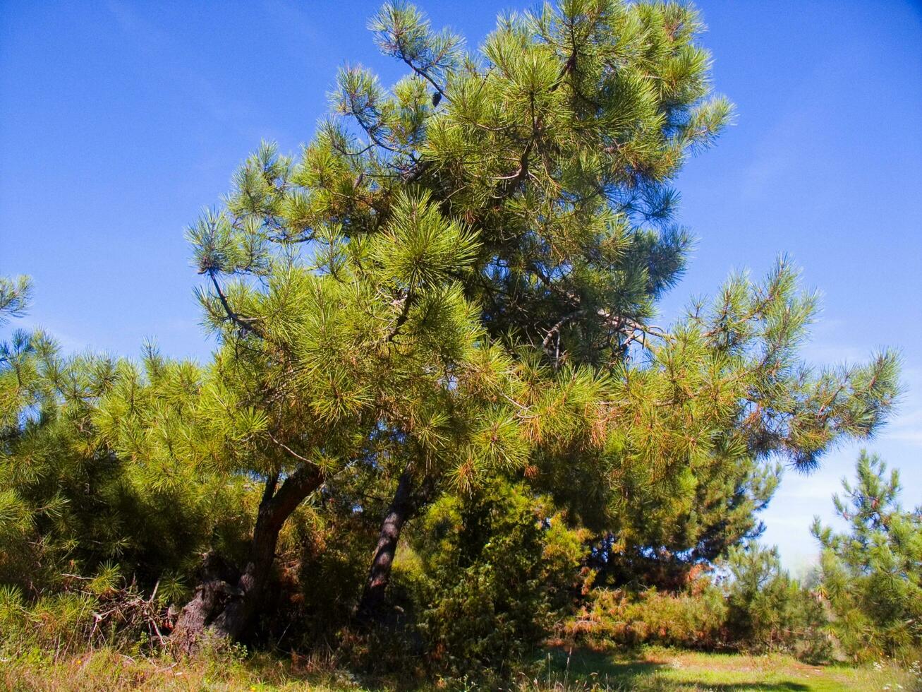 détails de une pin forêt dans le méditerranéen zone photo