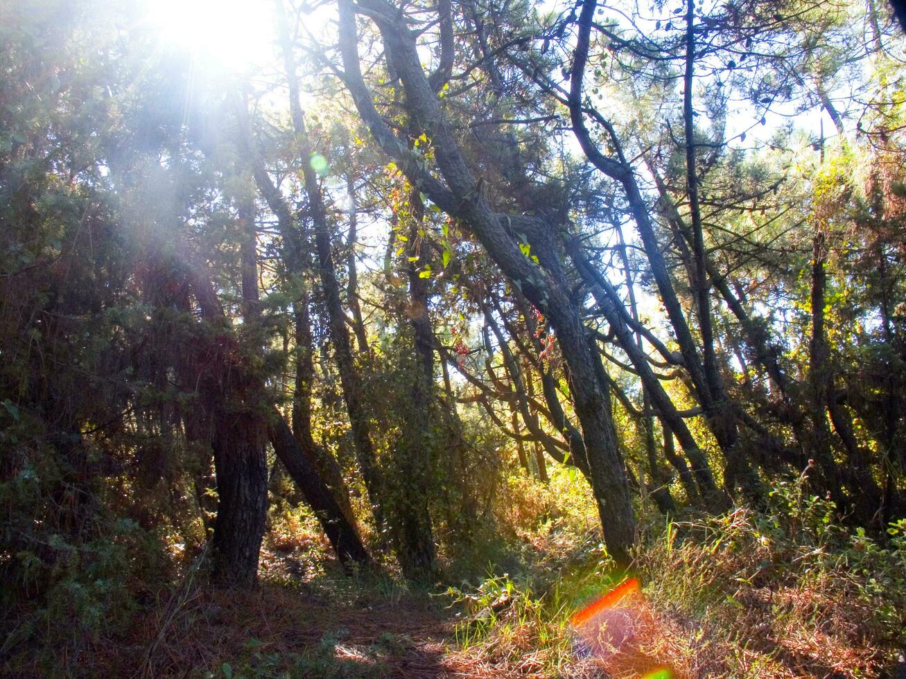 détails de une pin forêt dans le méditerranéen zone photo