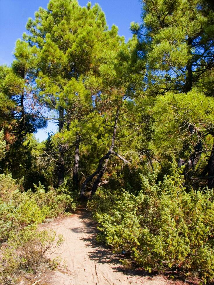 détails de une pin forêt dans le méditerranéen zone photo