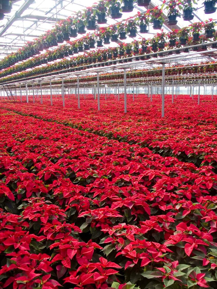 le intensif cultivation de le poinsettia photo