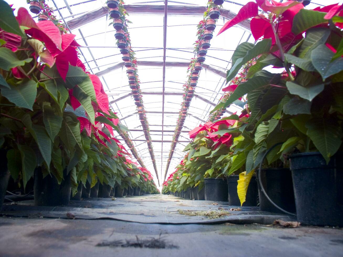 le intensif cultivation de le poinsettia photo