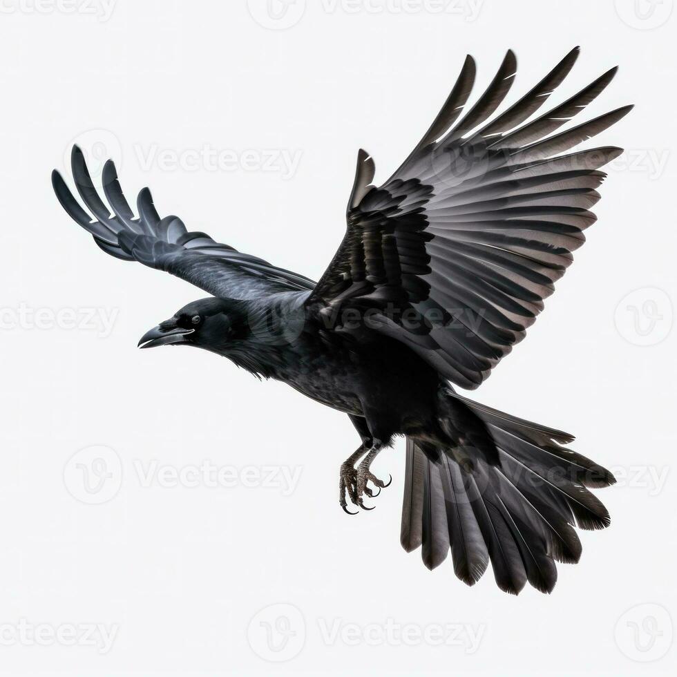 en volant noir corbeau isolé photo