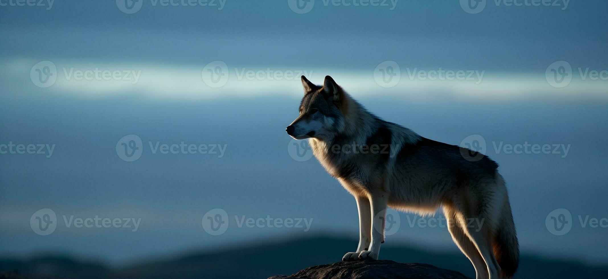 tchécoslovaque Loup chien permanent à le Haut rocheux colline ou falaise, permanent et Regardez vers l'avant regard quelque chose à loin loin, la nature bleu ciel Contexte. ai généré photo