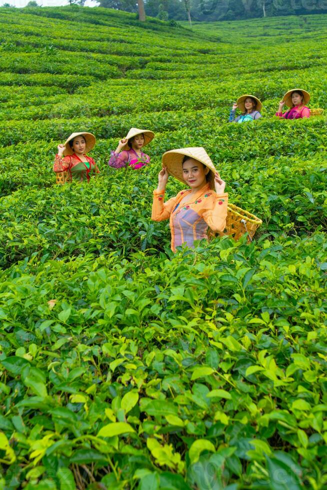 une groupe de thé cueilleurs permanent dans le milieu de une thé jardin à travail photo