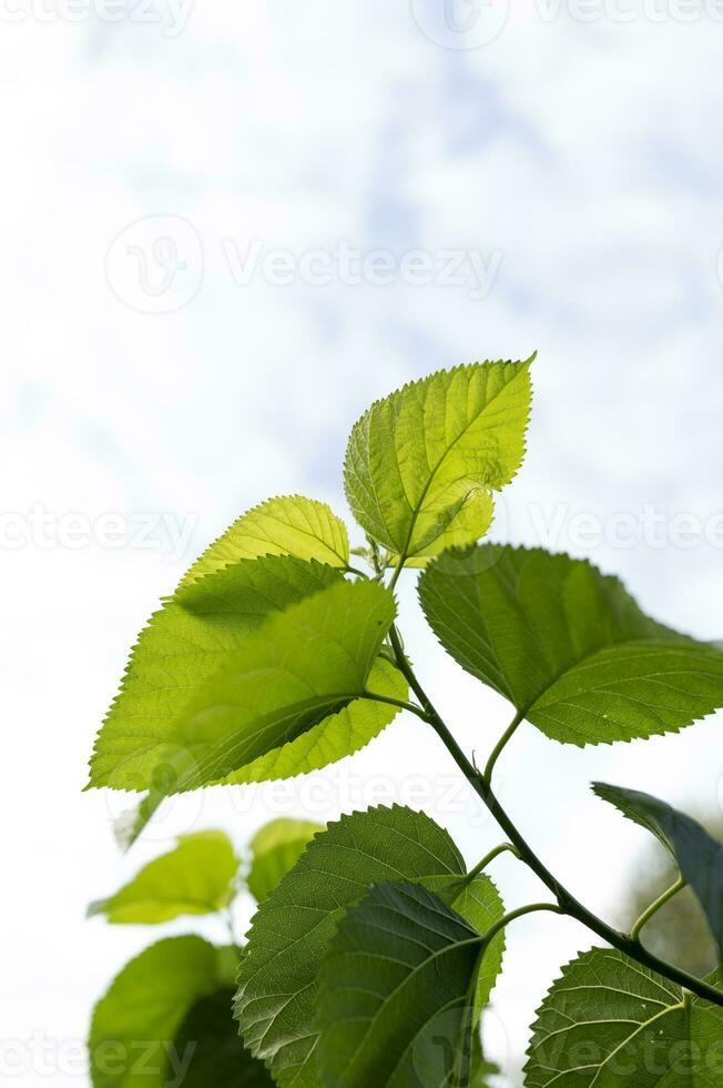 Frais et magnifique mûre feuilles photo