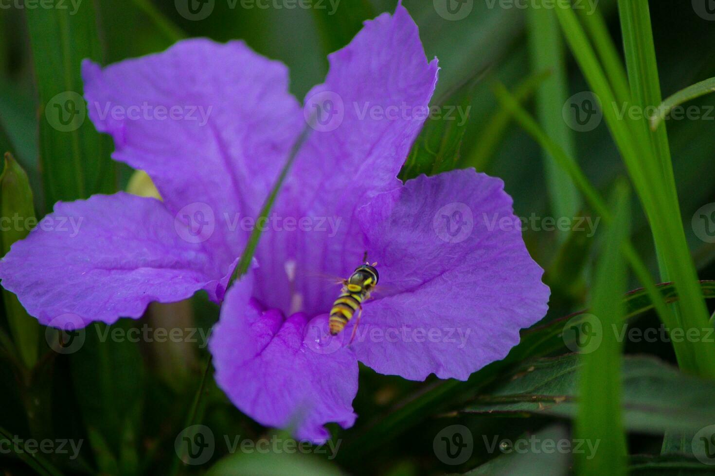 lébah ou abeille ou apoïdes est perché sur une violet Rose photo