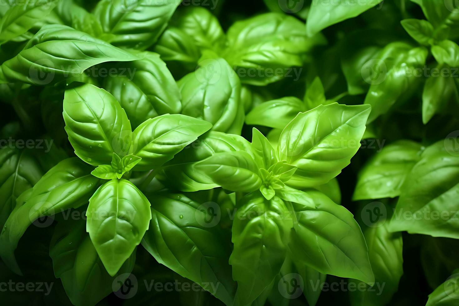 proche coup de Frais lot de basilic. un important condiment pour italien cuisine. ai généré. photo