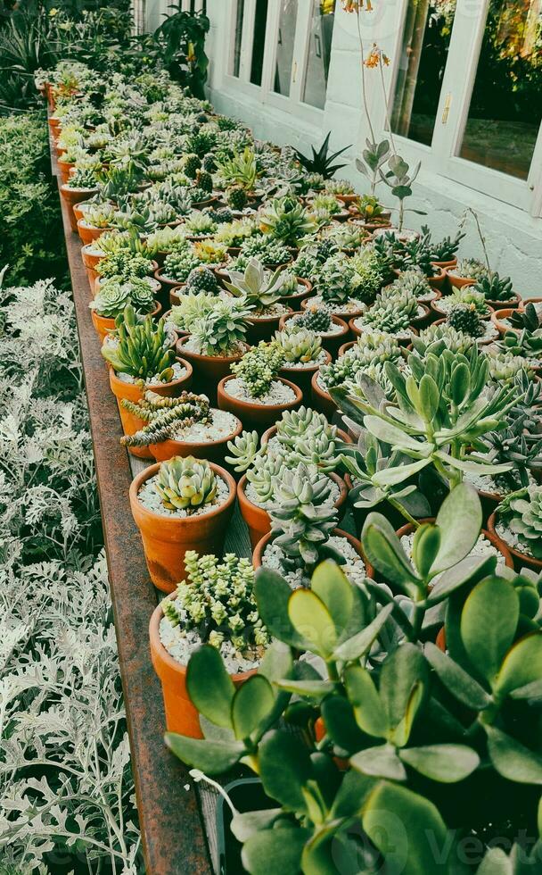 Plantes succulentes