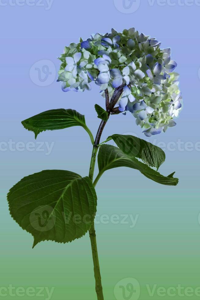 le doux courbe de une hortensia photo