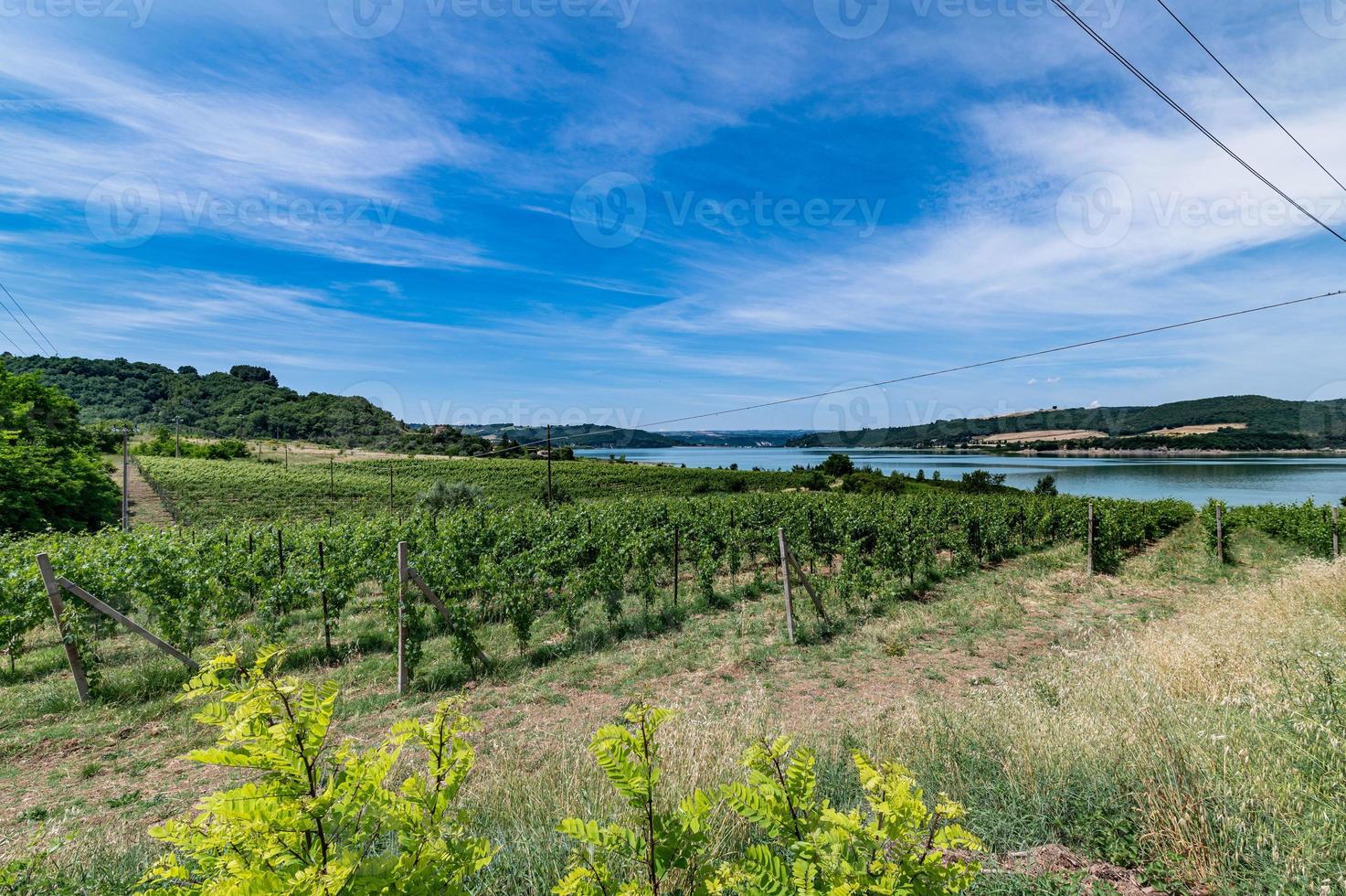 vignoble au bord du lac pour la production de raisins photo