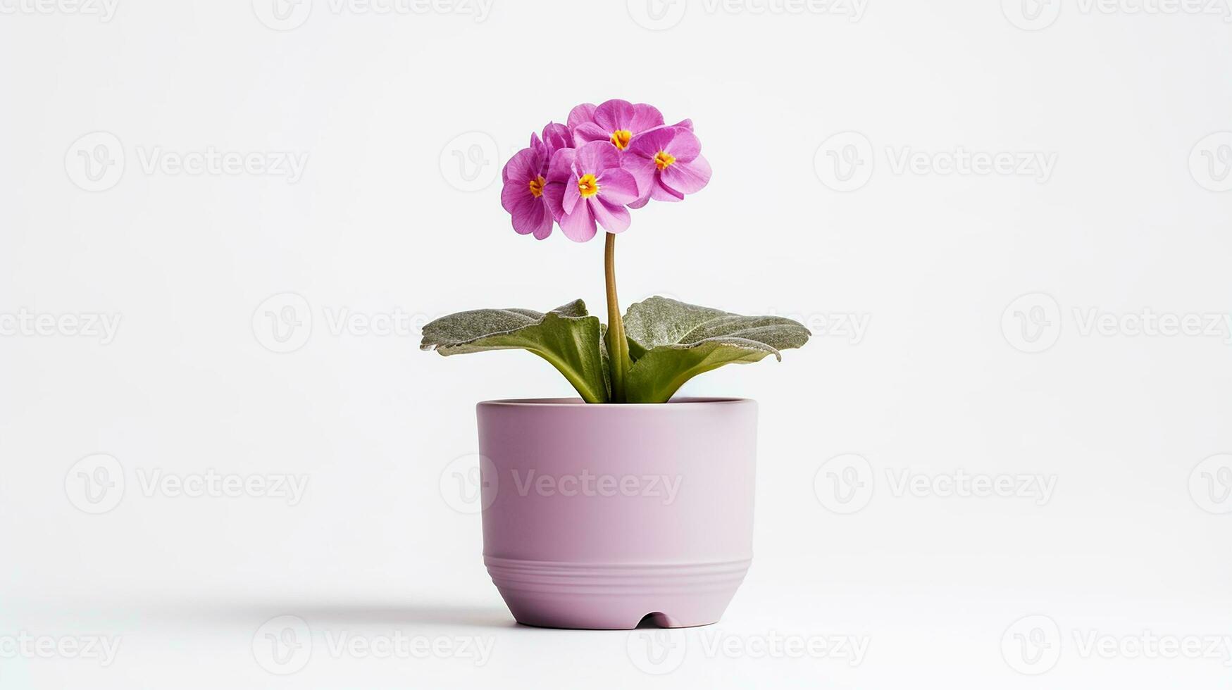 photo de primula fleur dans pot isolé sur blanc Contexte. génératif ai