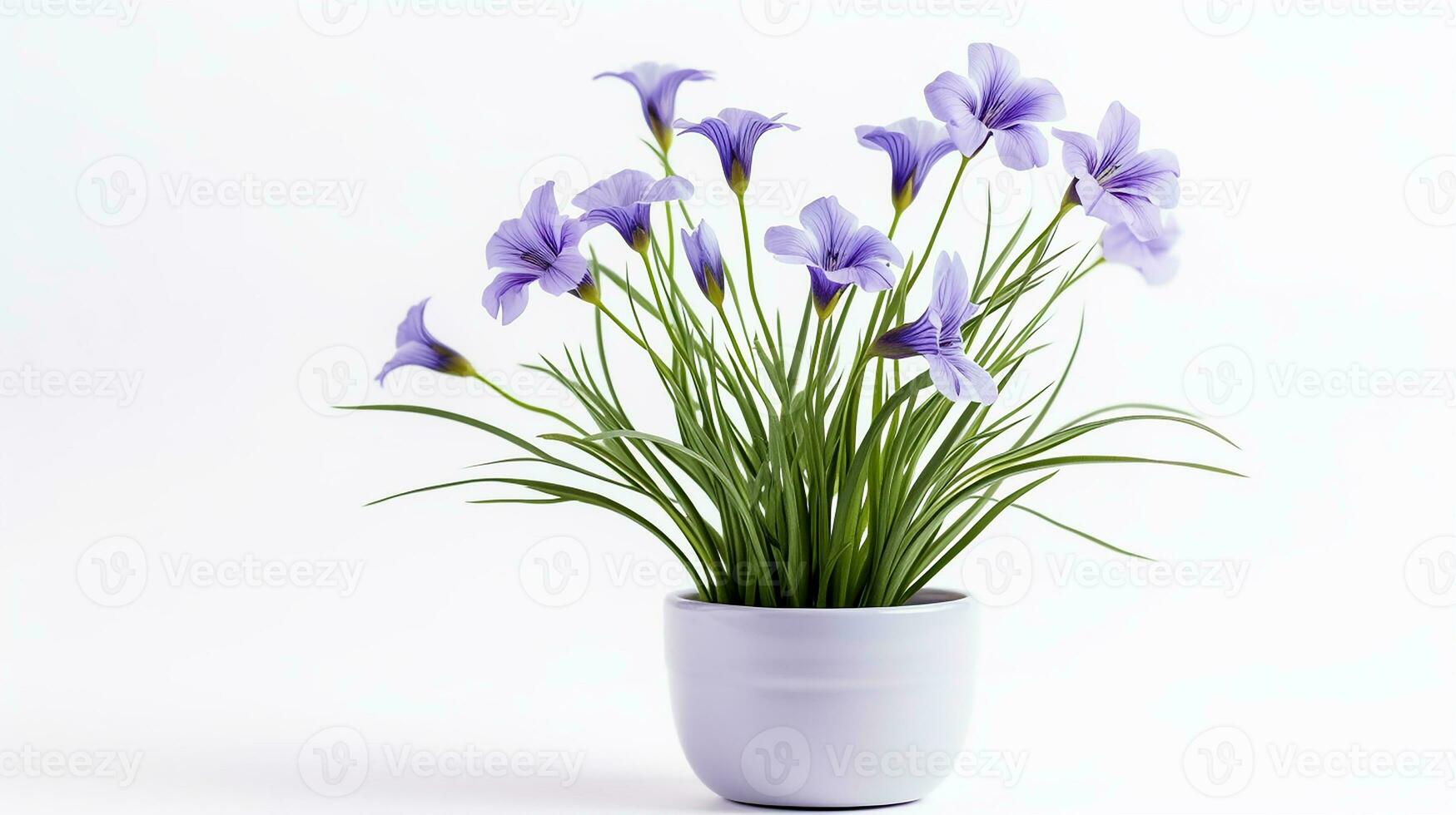 photo de lin fleur dans pot isolé sur blanc Contexte. génératif ai