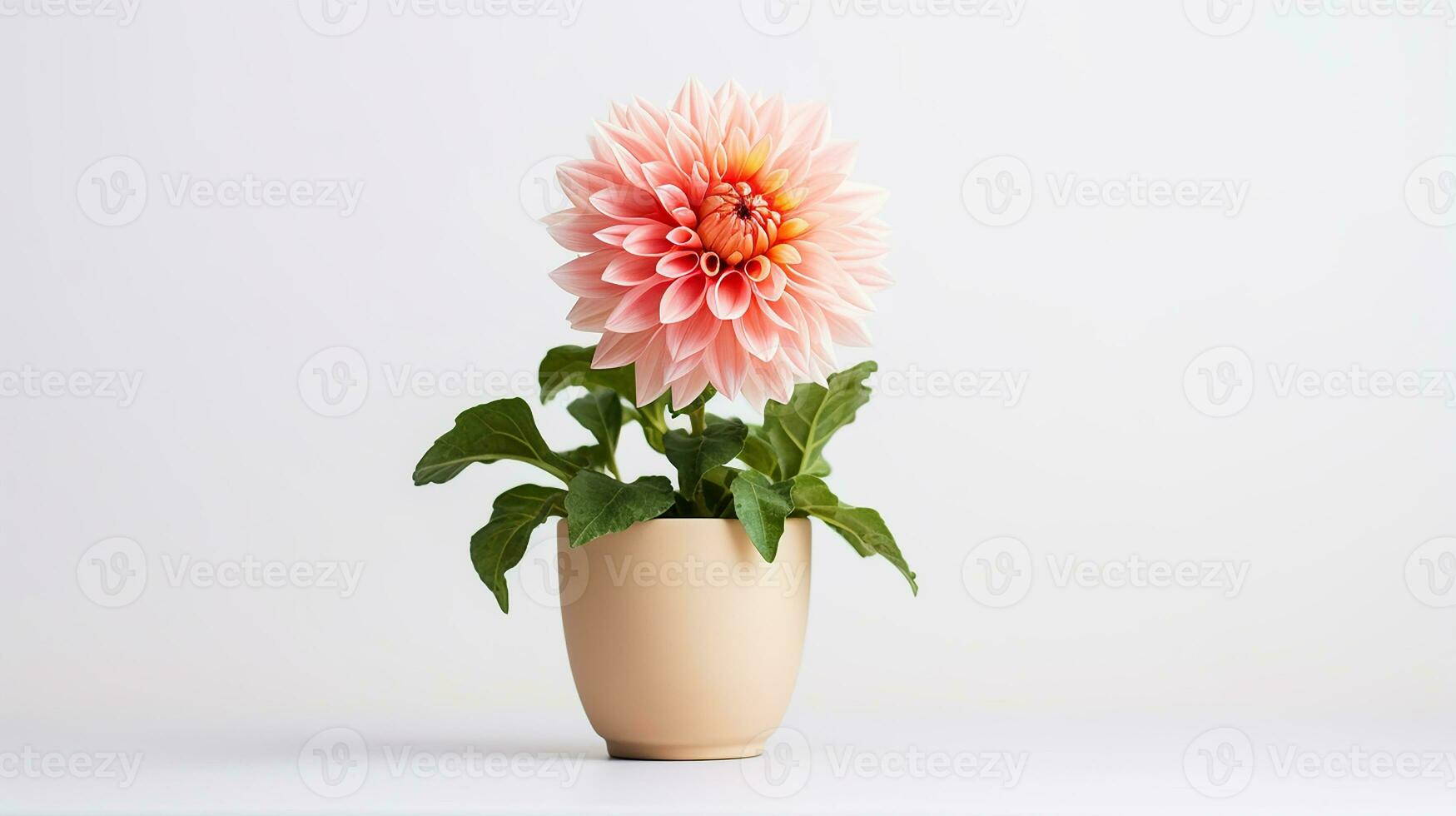 photo de dahlia fleur dans pot isolé sur blanc Contexte. génératif ai