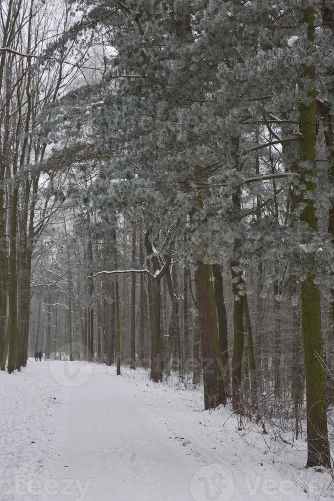 paysage de forêt d'hiver photo