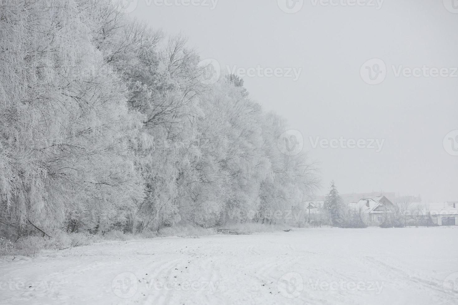 paysage d'hiver avec neige et brouillard photo