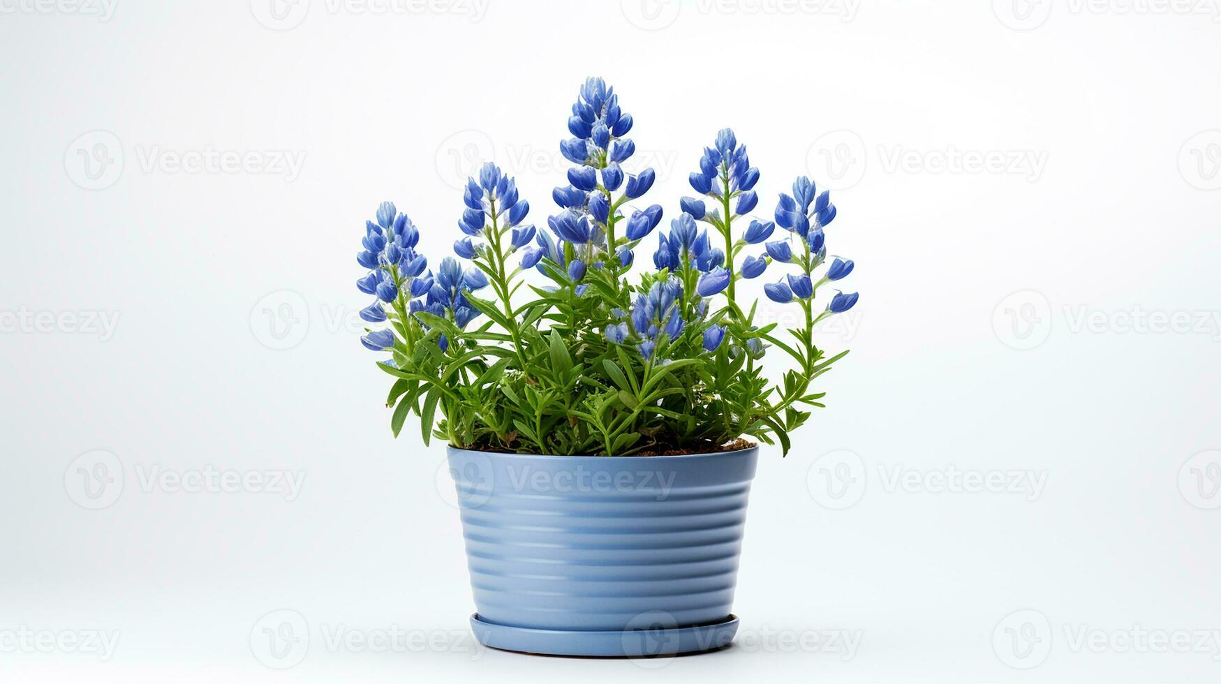 photo de bluebonnet fleur dans pot isolé sur blanc Contexte. génératif ai