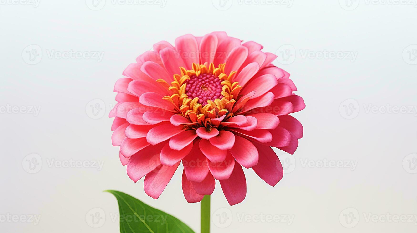 photo de magnifique zinnia fleur isolé sur blanc Contexte. génératif ai