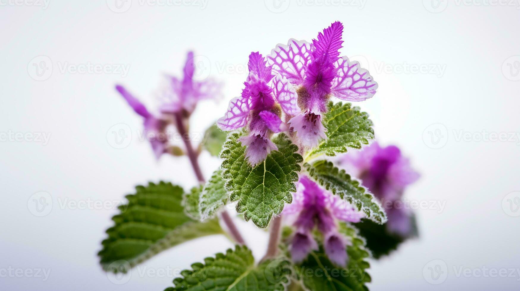 photo de magnifique Pointé ortie blanche fleur isolé sur blanc Contexte. génératif ai