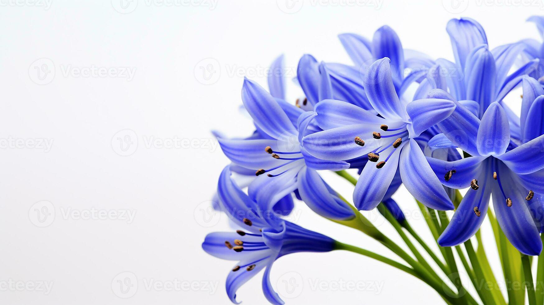 photo de magnifique squille fleur isolé sur blanc Contexte. génératif ai