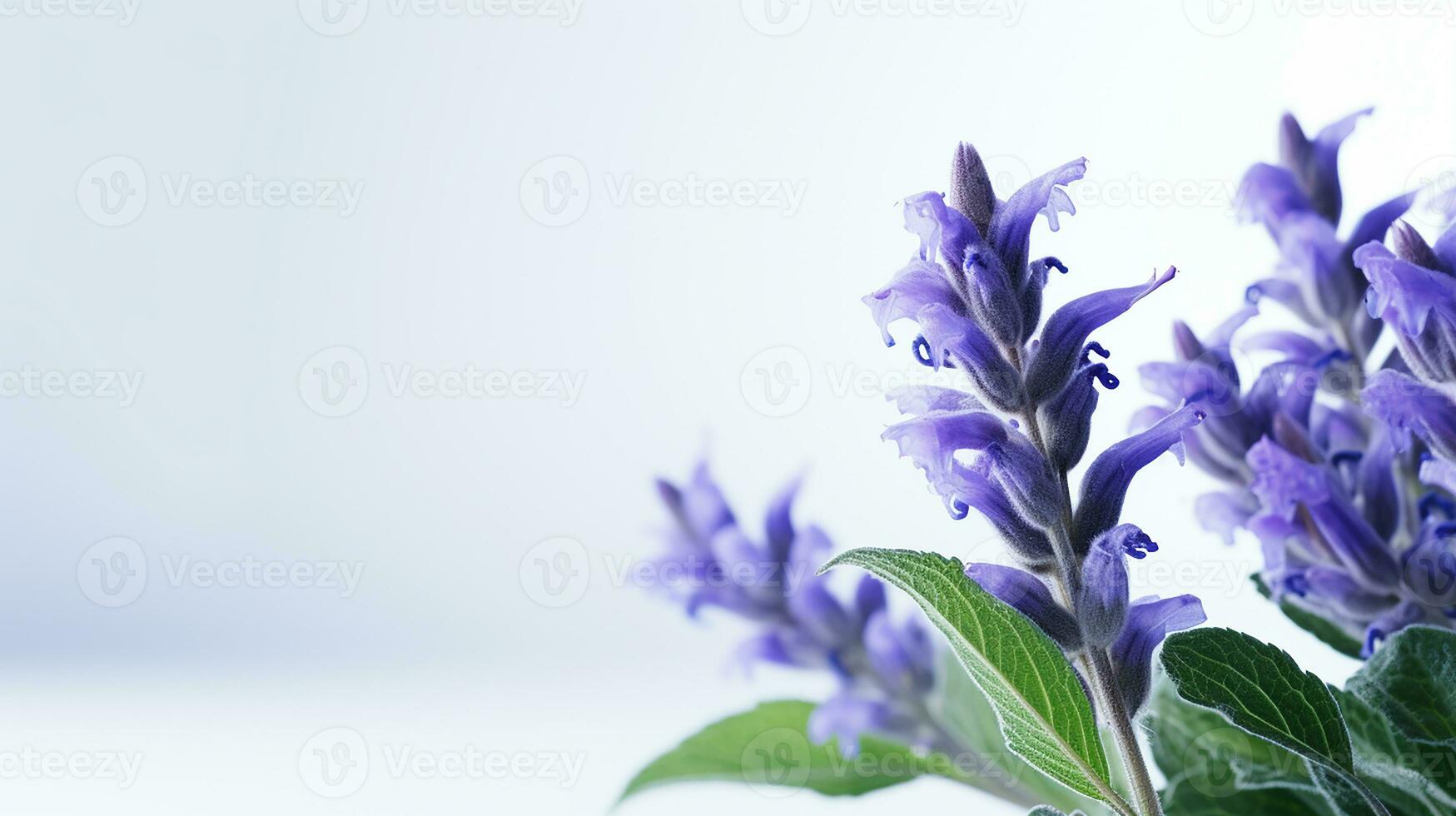 photo de magnifique salvia fleur isolé sur blanc Contexte. génératif ai