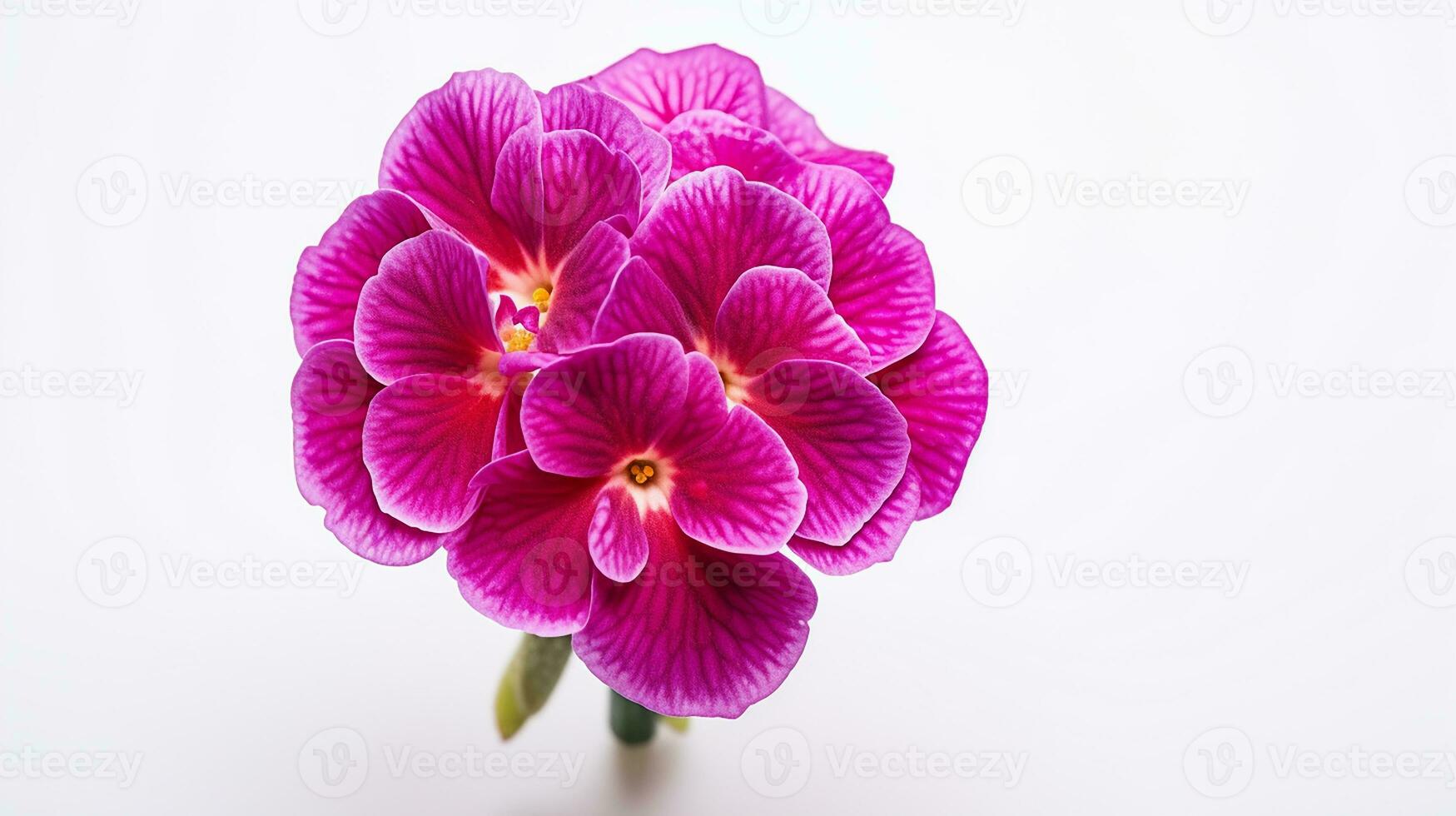 photo de magnifique primula fleur isolé sur blanc Contexte. génératif ai