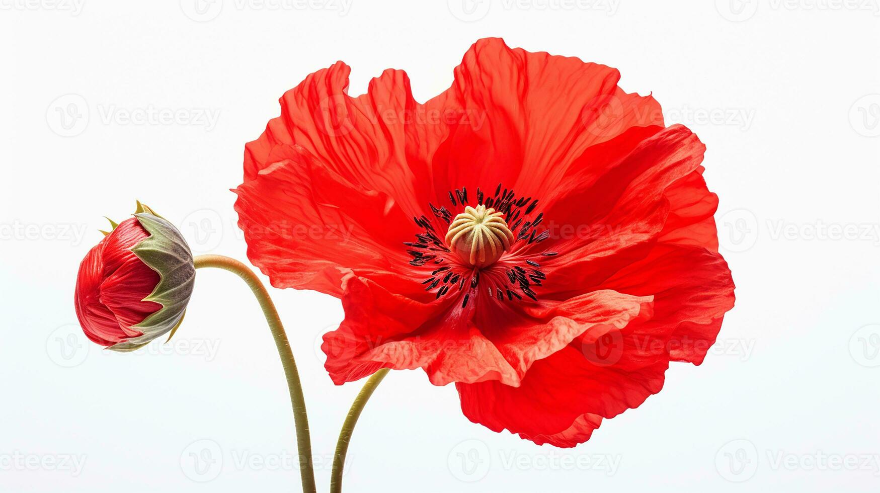 photo de magnifique coquelicot fleur isolé sur blanc Contexte. génératif ai