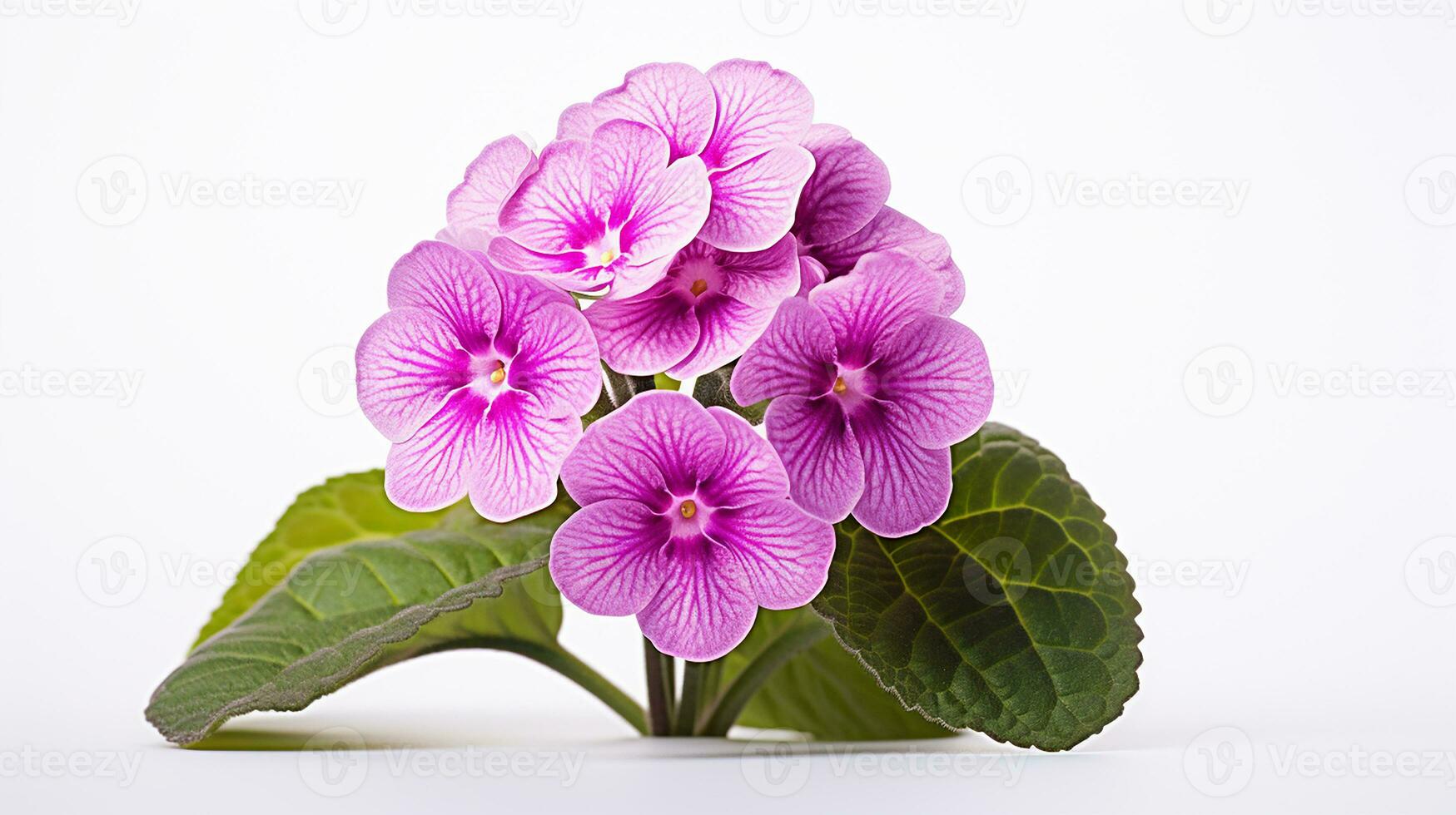 photo de magnifique primula fleur isolé sur blanc Contexte. génératif ai