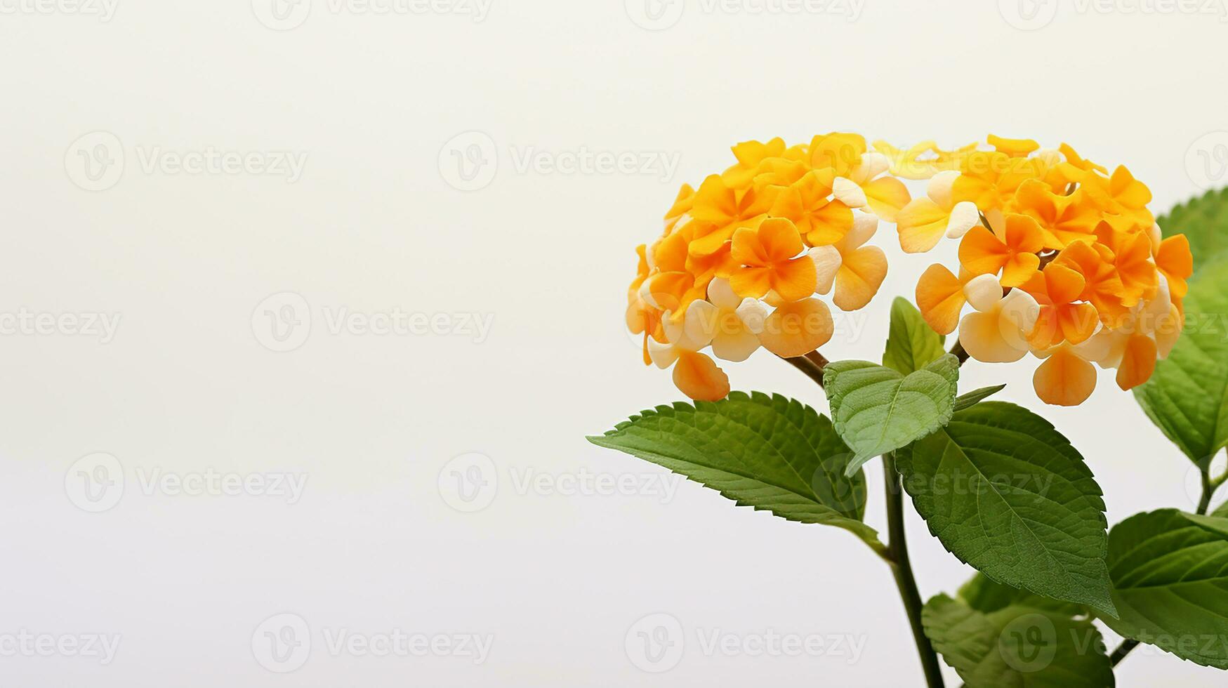 photo de magnifique lantana fleur isolé sur blanc Contexte. génératif ai