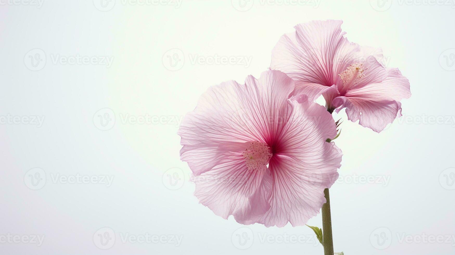 photo de magnifique trémière fleur isolé sur blanc Contexte. génératif ai