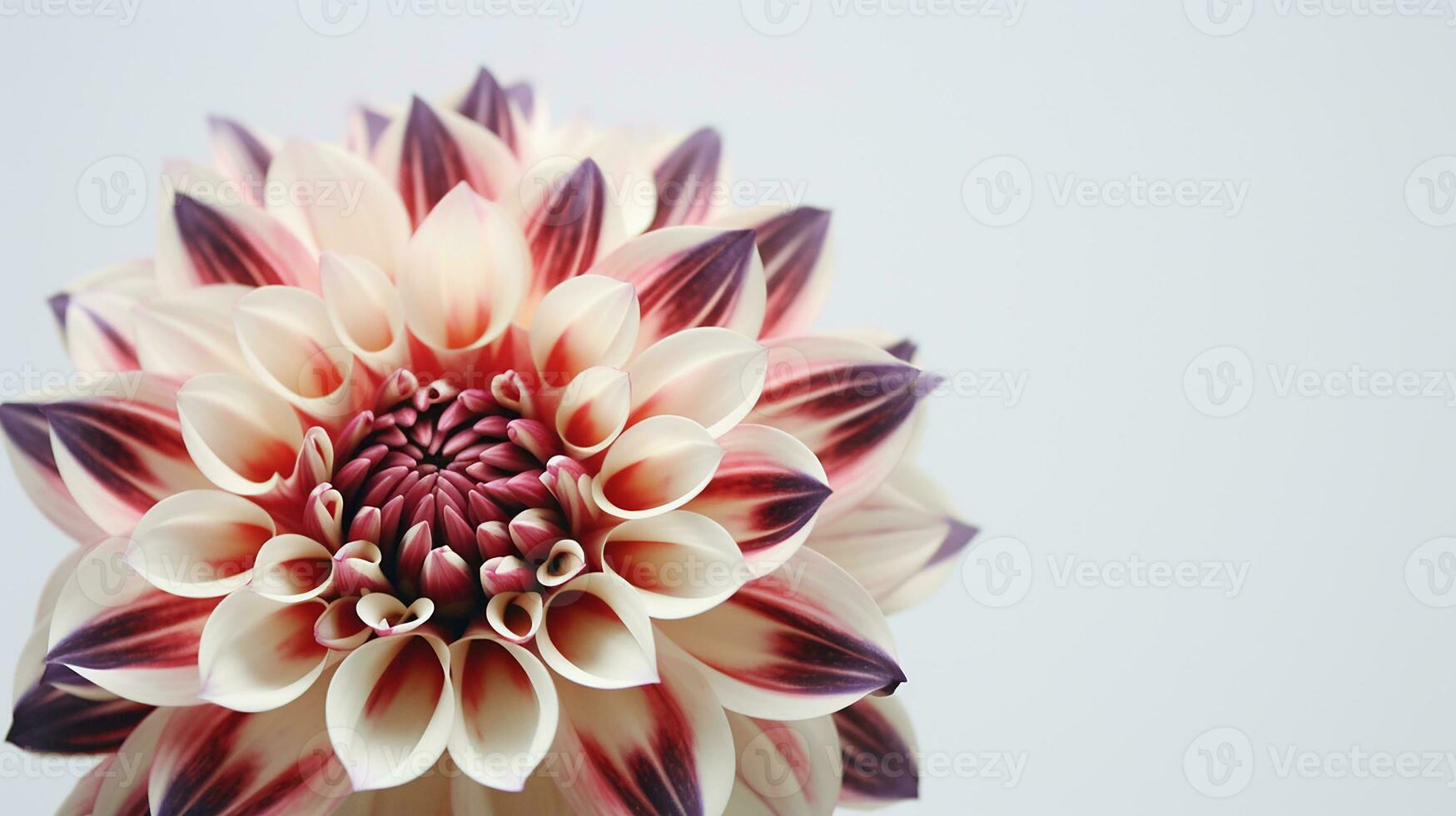 photo de magnifique arlequin fleur fleur isolé sur blanc Contexte. génératif ai