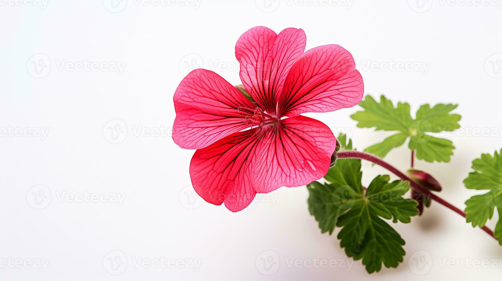 photo de magnifique géranium fleur isolé sur blanc Contexte. génératif ai