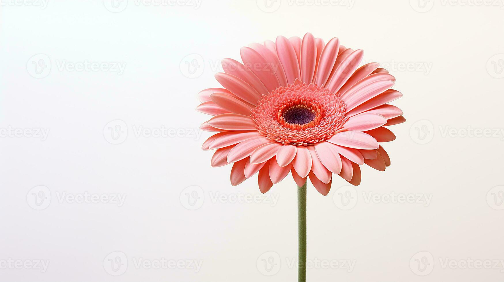 photo de magnifique gerbera fleur isolé sur blanc Contexte. génératif ai