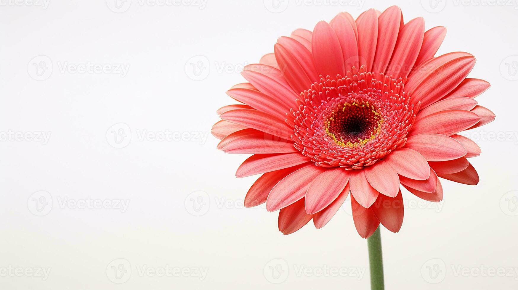 photo de magnifique gerbera fleur isolé sur blanc Contexte. génératif ai