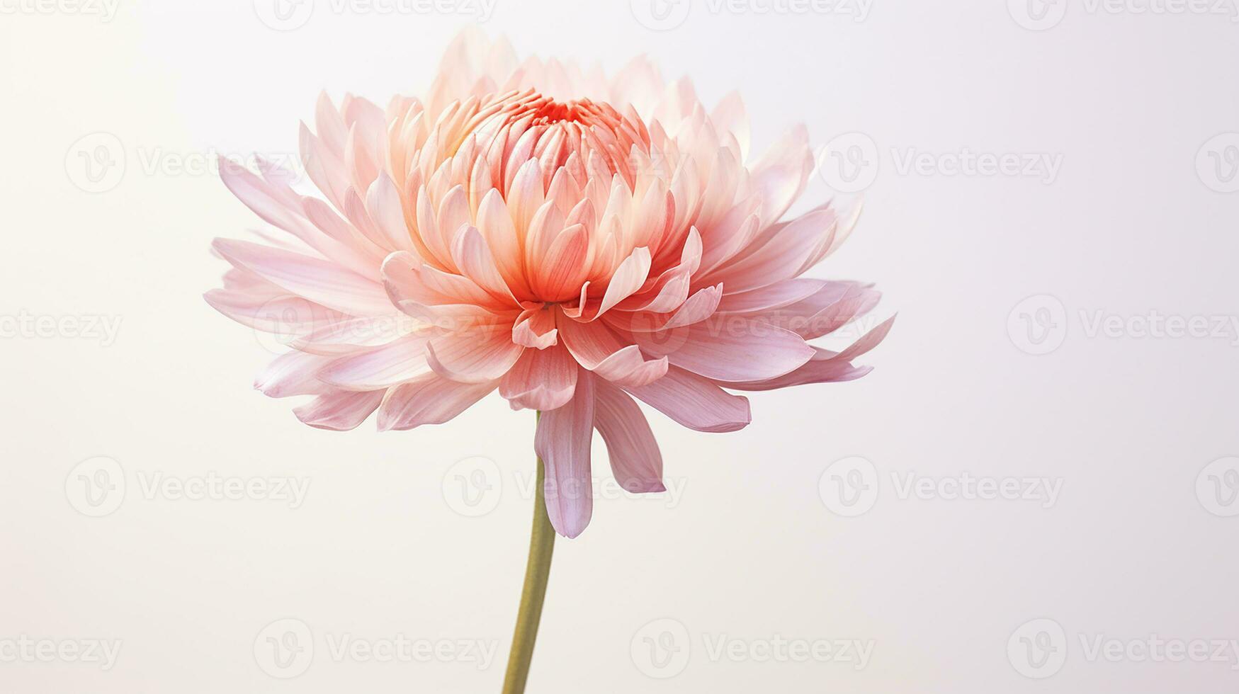 photo de magnifique éternel fleur isolé sur blanc Contexte. génératif ai