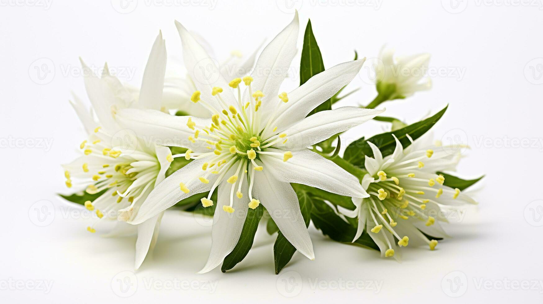 photo de magnifique edelweiss fleur isolé sur blanc Contexte. génératif ai