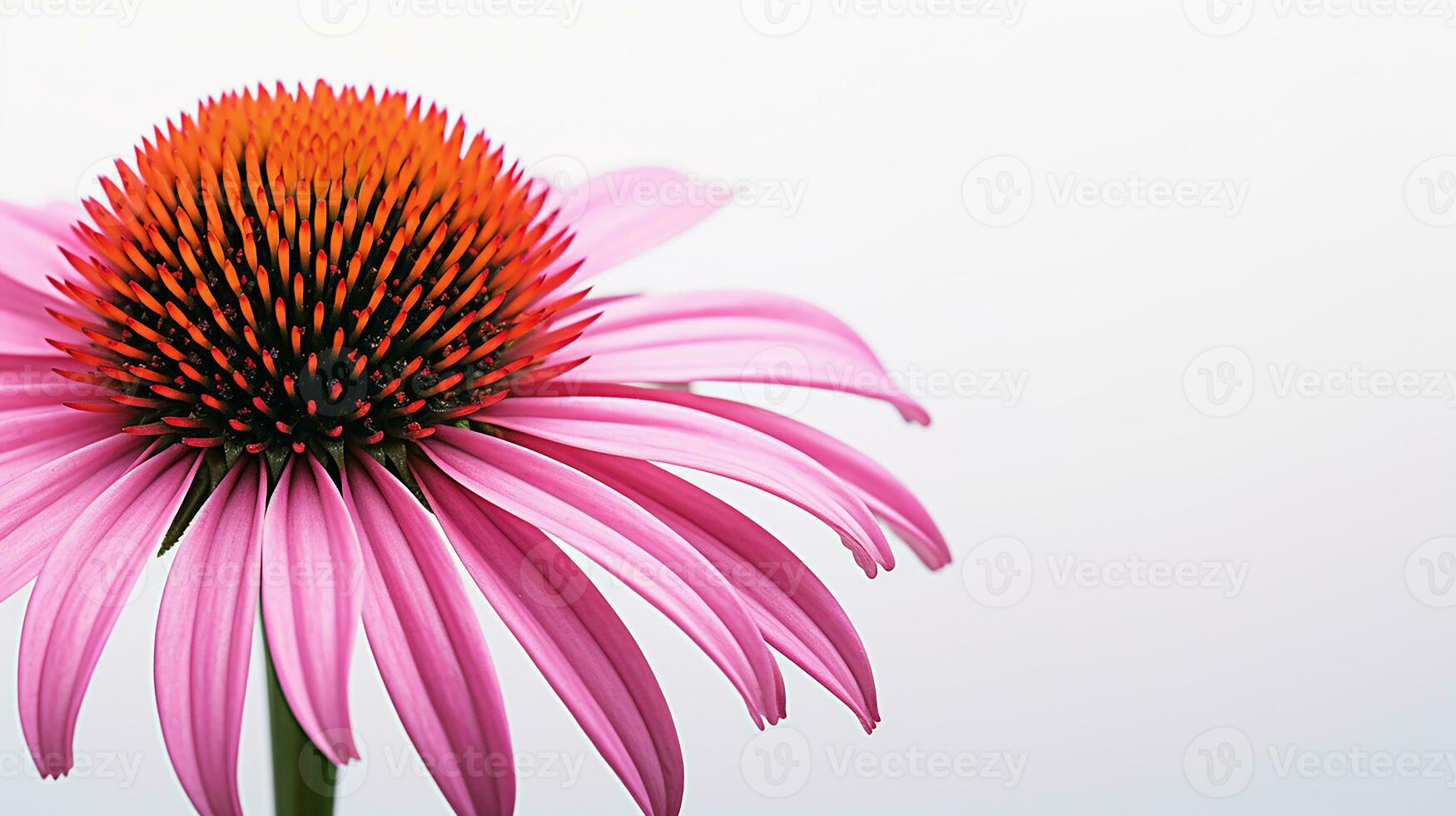 photo de magnifique échinacée fleur isolé sur blanc Contexte. génératif ai