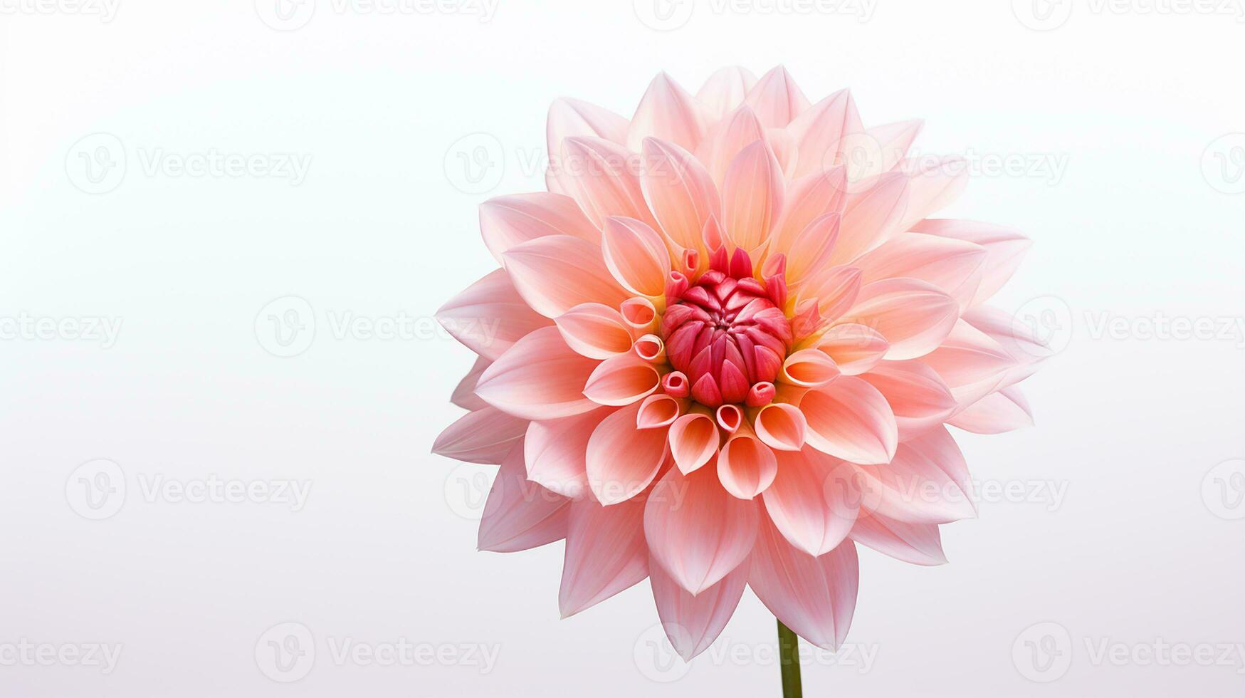 photo de magnifique dahlia fleur isolé sur blanc Contexte. génératif ai