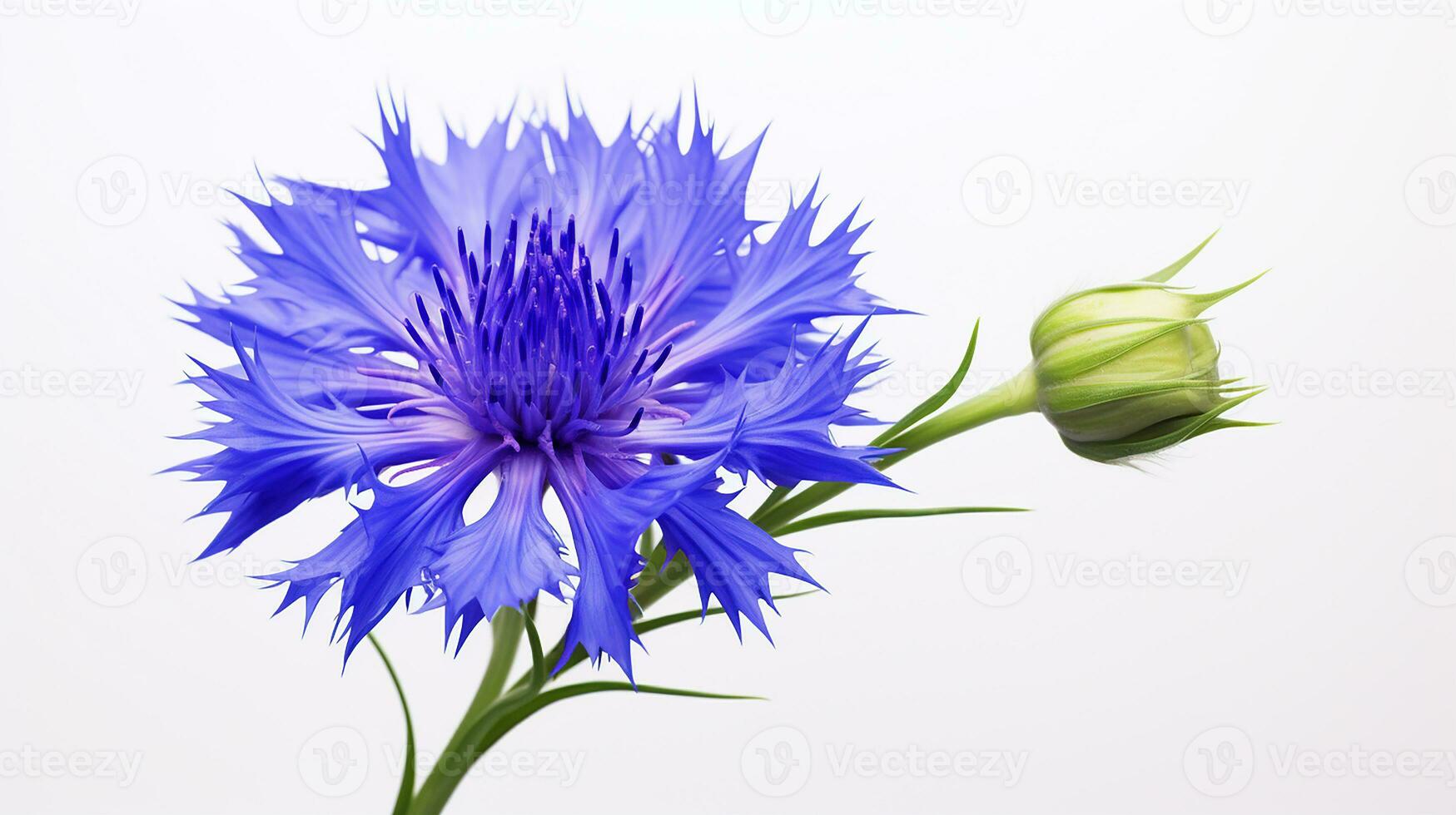 photo de magnifique bleuet fleur isolé sur blanc Contexte. génératif ai