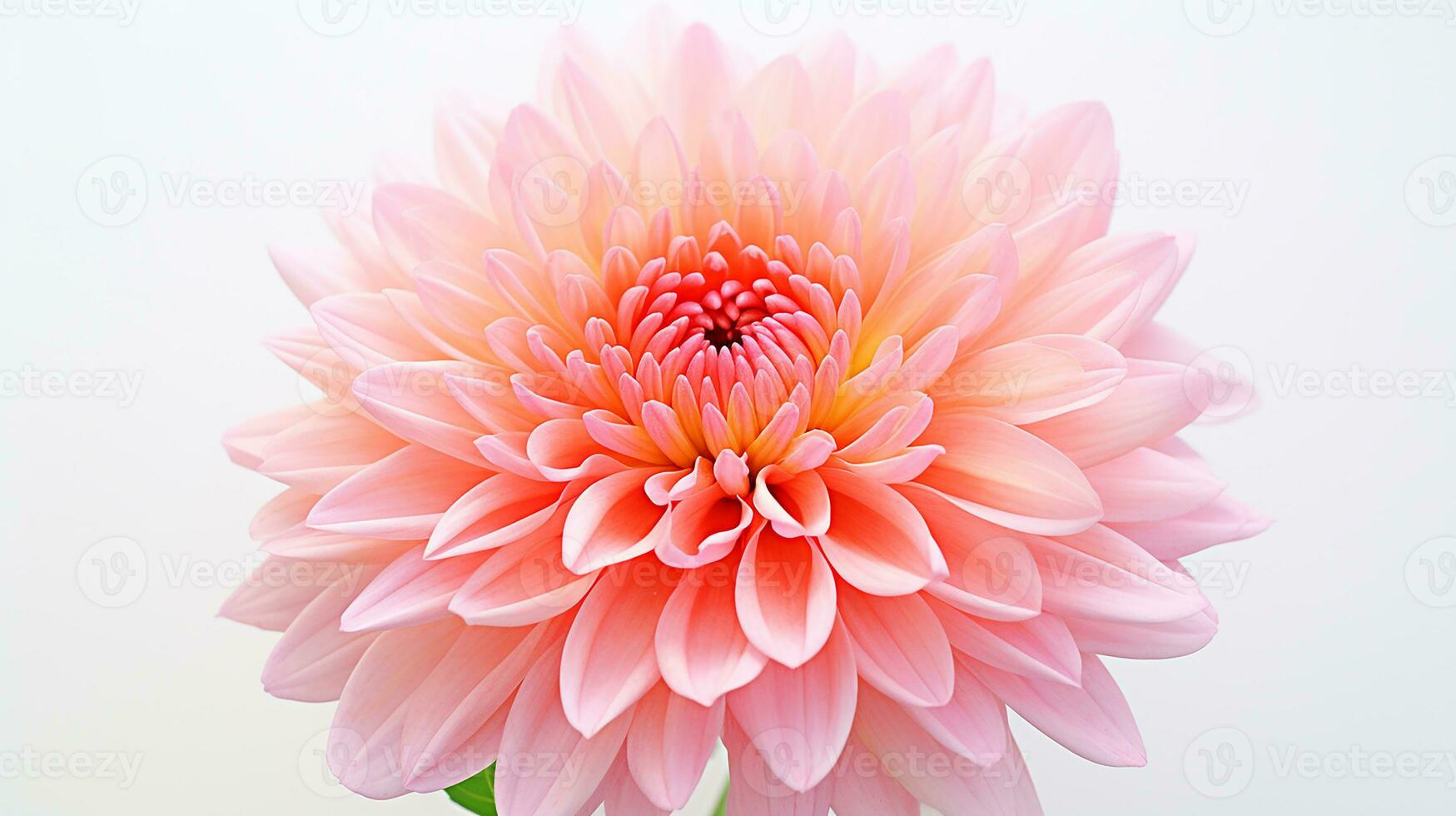 photo de magnifique chrysanthème fleur isolé sur blanc Contexte. génératif ai