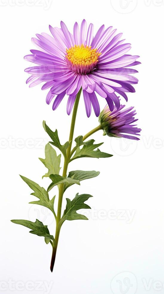 photo de magnifique aster fleur isolé sur blanc Contexte. génératif ai